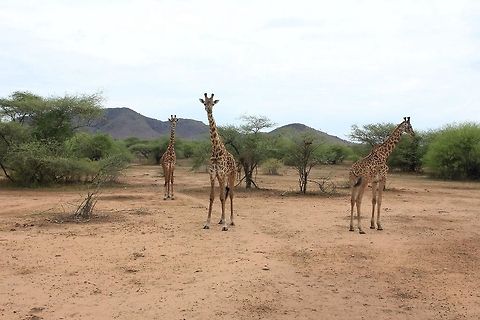 Giraffe Roadblock!! The three of them stood in front of our vehicle as if creating a roadblock!! Geotagged,Giraffa camelopardalis tippelskirchi,Maasai Giraffe,Tanzania