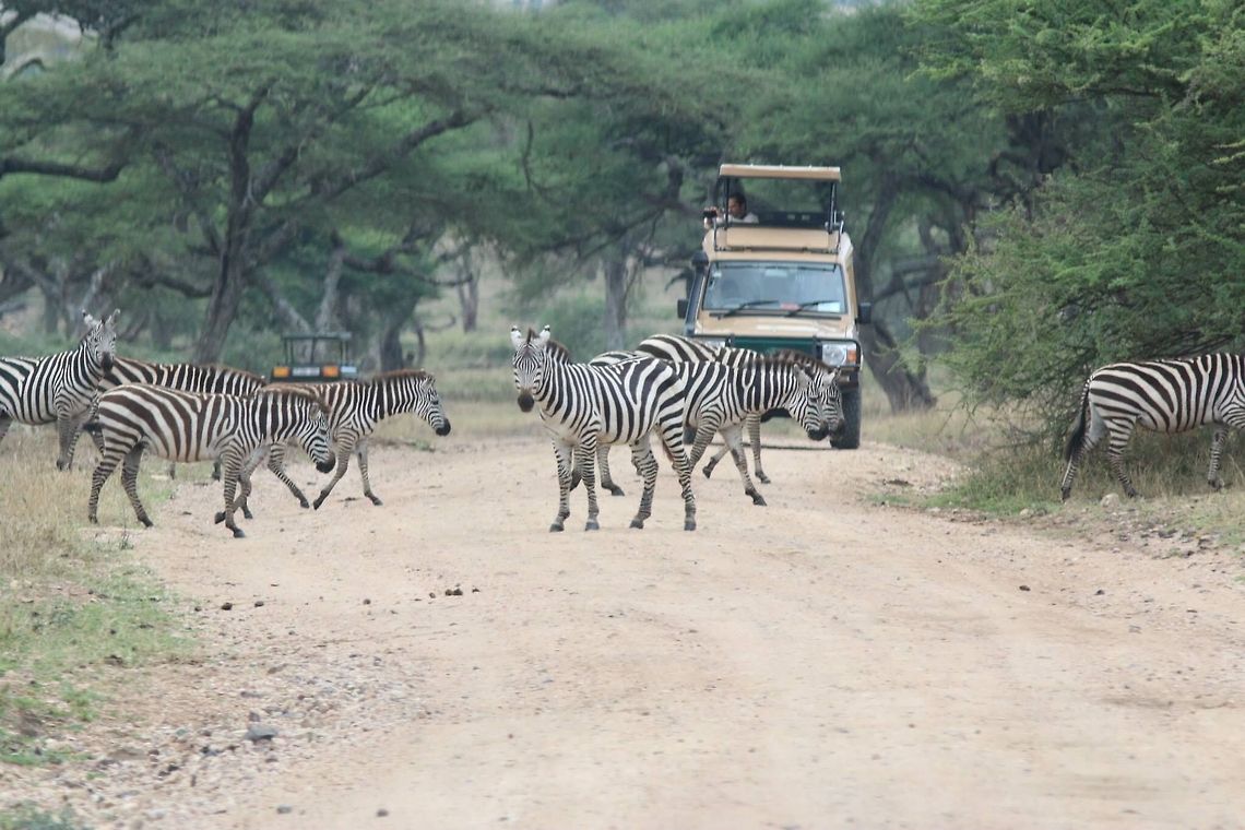 Zebra xing! This was quite hilarious.. Equus quagga,Geotagged,Plains zebra,Tanzania