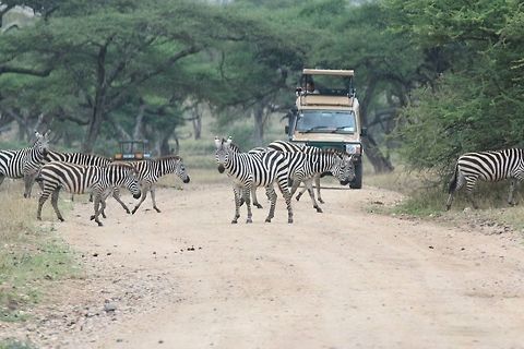 Zebra xing! This was quite hilarious.. Equus quagga,Geotagged,Plains zebra,Tanzania