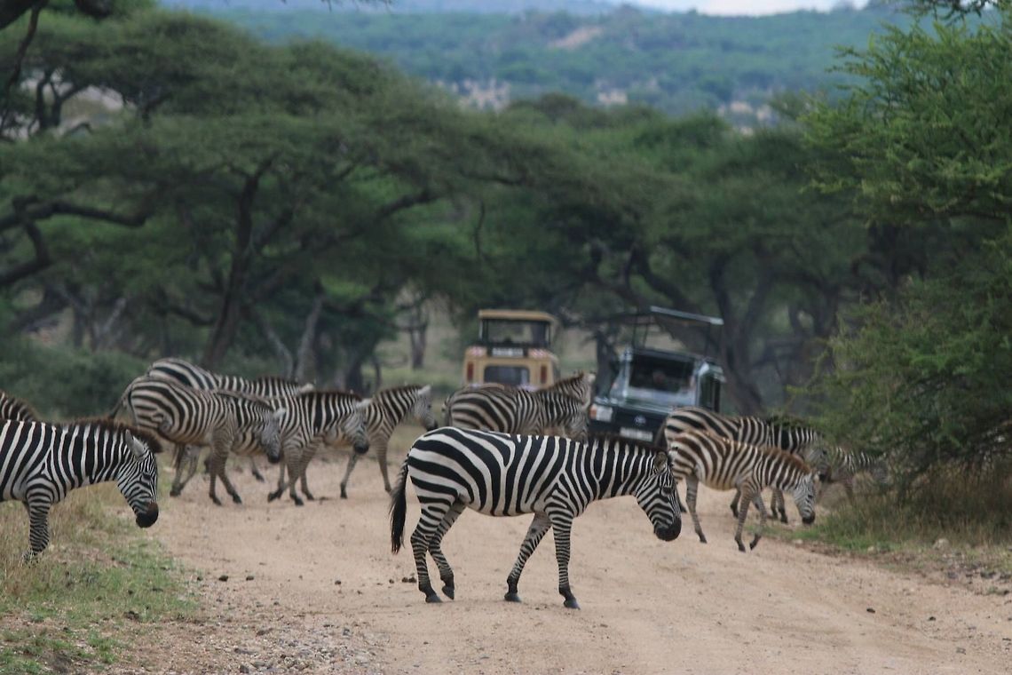 Zebra crossing It was quite a sight to stop for the zebra crossing the road...surreal Equus quagga,Geotagged,Plains zebra,Tanzania