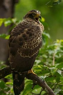Eagle Calling... As soon as it landed on the perch it started calling out...the tongue is visible Crested Serpent Eagle,Geotagged,India,Spilornis cheela