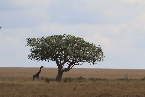 Lone Ranger... Lone Giraffe under a tree was an impressive site... Geotagged,Giraffa camelopardalis tippelskirchi,Maasai Giraffe,Tanzania