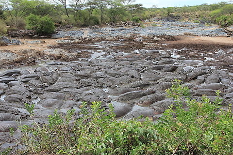 Wallowing Hippos!! What a sight... Geotagged,Hippopotamus,Hippopotamus amphibius,Tanzania