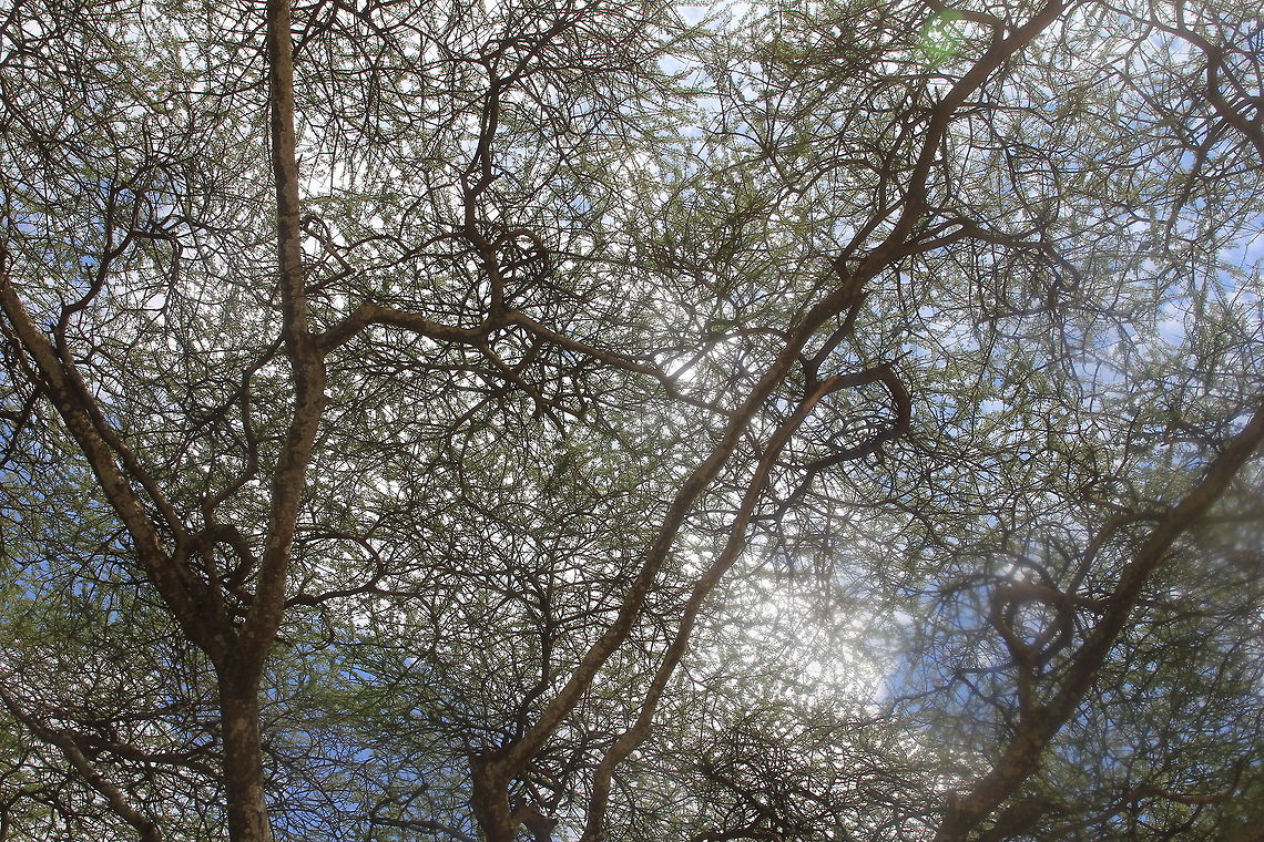 Under the Shade... An intricate Canopy...  Geotagged,Tanzania