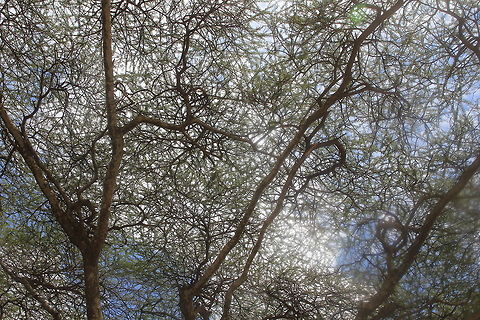 Under the Shade... An intricate Canopy...  Geotagged,Tanzania