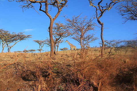 Tall Cool One... A giraffe in the barren landscape caught my eye... Geotagged,Giraffa camelopardalis tippelskirchi,Maasai Giraffe,Tanzania