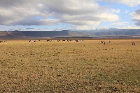 Ngorongoro Panorama A Landscape shot for a change!! Equus quagga,Geotagged,Ngorongoro Crater,Plains zebra,Tanzania