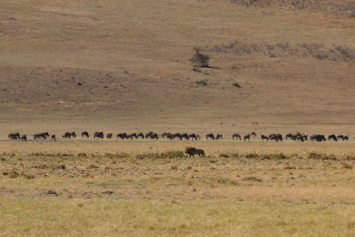 King in his domain... Habitat shot of the Aftican Lion... Geotagged,Lion,Ngorongoro Crater,Panthera leo,Tanzania