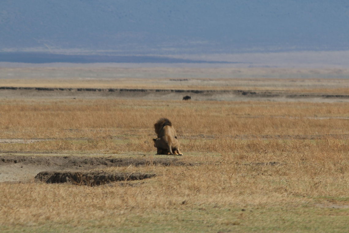 Mating in the Plains!! Spent an hour watching him do his thing... Geotagged,Lion,Ngorongoro Crater,Panthera leo,Tanzania