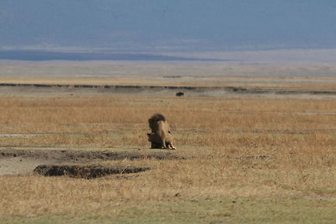 Mating in the Plains!! Spent an hour watching him do his thing... Geotagged,Lion,Ngorongoro Crater,Panthera leo,Tanzania