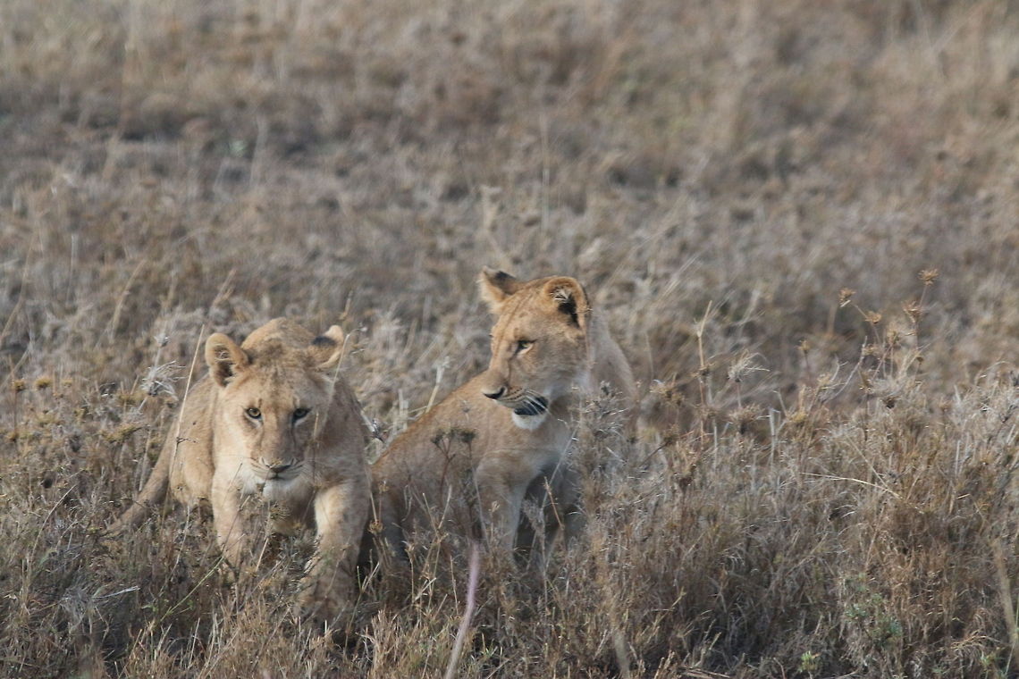 Playful in the Plains... The cubs playing... Geotagged,Lion,Panthera leo,Tanzania