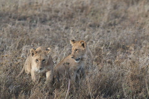 Playful in the Plains... The cubs playing... Geotagged,Lion,Panthera leo,Tanzania