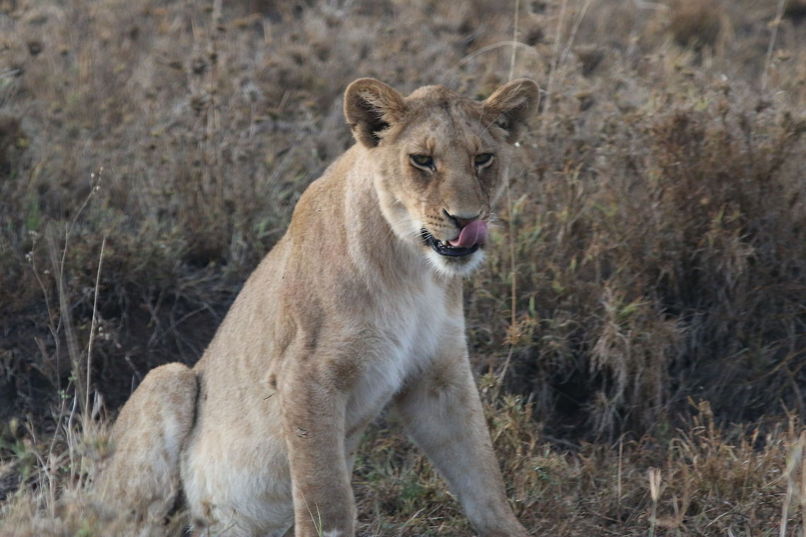 Playful Pose... One of the many moods... Geotagged,Lion,Panthera leo,Tanzania