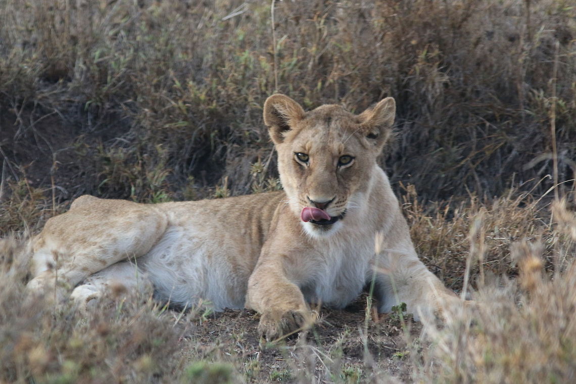 One for the lensman!! Couldn&#039;t stop clicking him... Geotagged,Lion,Panthera leo,Tanzania