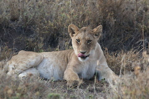 One for the lensman!! Couldn't stop clicking him... Geotagged,Lion,Panthera leo,Tanzania