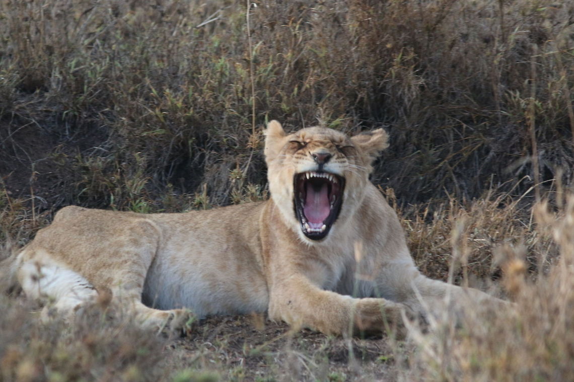 Lion yawning in Tanzania  Geotagged,Lion,Panthera leo,Tanzania
