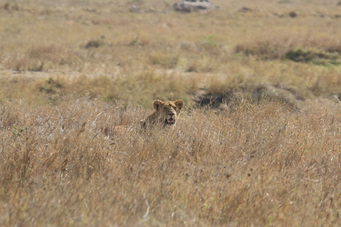 Peek-a-boo... Nice camouflage... Geotagged,Lion,Panthera leo,Tanzania