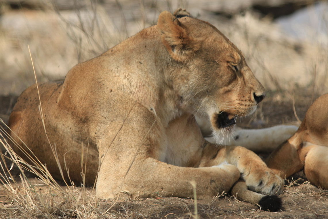 Cat-Nap!! Close up of a sleeping cat... Geotagged,Lion,Panthera leo,Tanzania