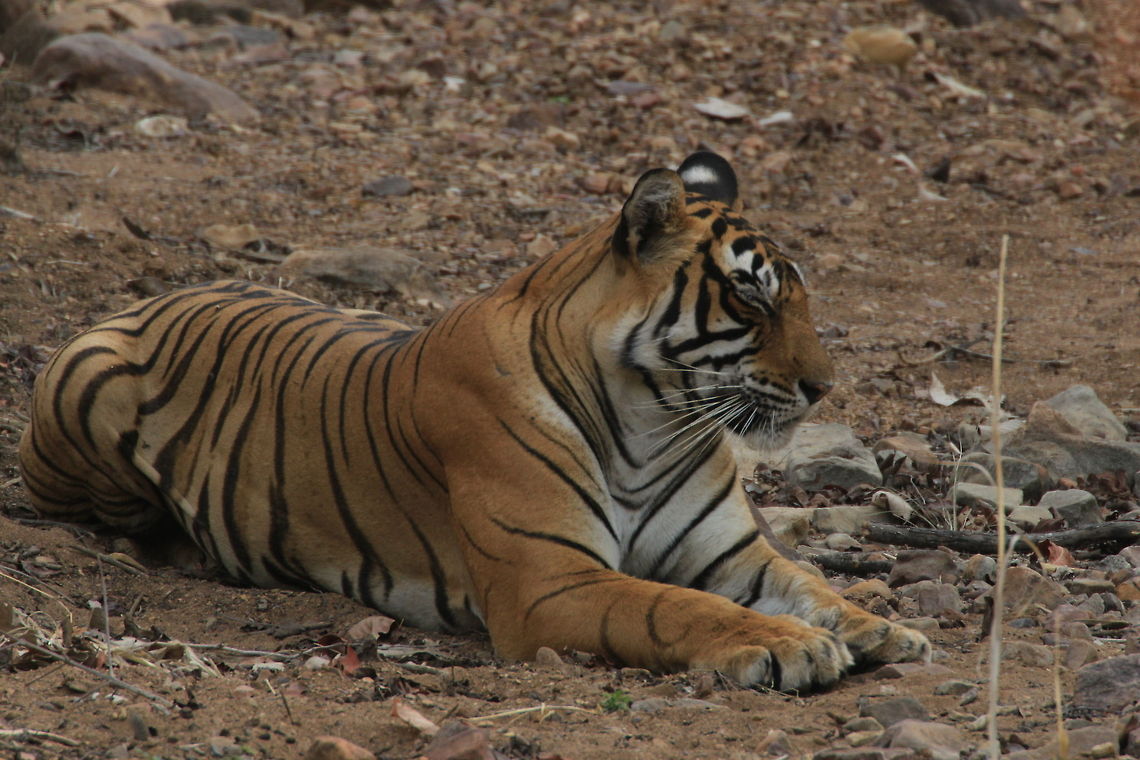 Sleep Time... A neat moment in time... Bengal tiger,Geotagged,India,Panthera tigris tigris