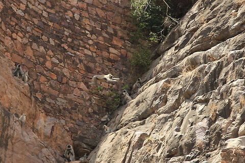 Leap of Faith... Monkeys playing in Ranthambore fort... Geotagged,India,Macaca mulatta,Rhesus macaque