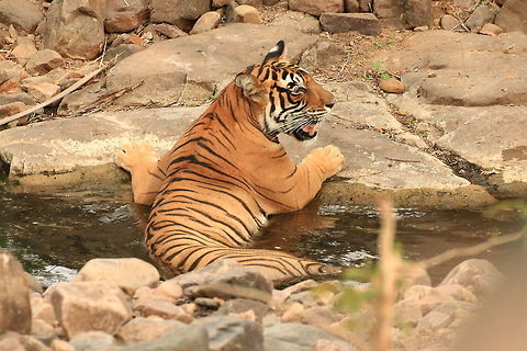 Noor Cooling Off... Cat in the Water on a sweltering day... Bengal tiger,Geotagged,India,Panthera tigris tigris