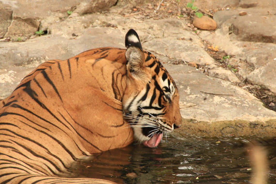 Noor Enjoying a Refreshing Drink... The mid-afternoon heat was stifling... Bengal tiger,Geotagged,India,Panthera tigris tigris