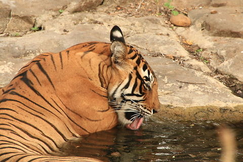 Noor Enjoying a Refreshing Drink... The mid-afternoon heat was stifling... Bengal tiger,Geotagged,India,Panthera tigris tigris
