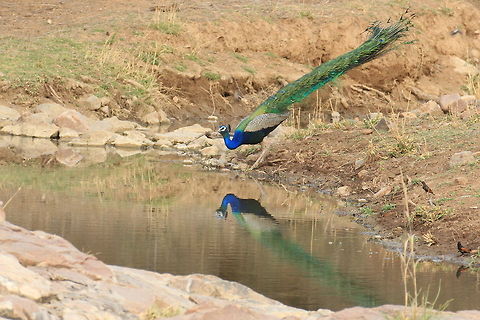 Birds in One Click... Reflection... Geotagged,India,Indian peafowl,Pavo cristatus