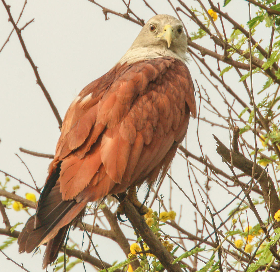Brahminy Kite Very Cooperative Bird... Brahminy Kite,Geotagged,Haliastur indus,India