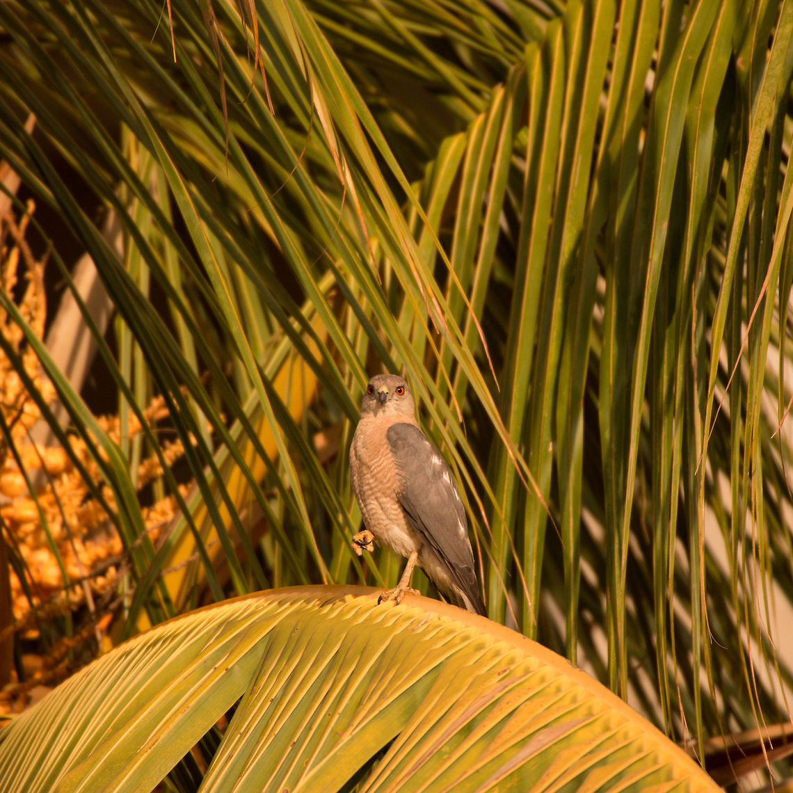 Shikra Watching me, watching you... Accipiter badius,Geotagged,India,Shikra