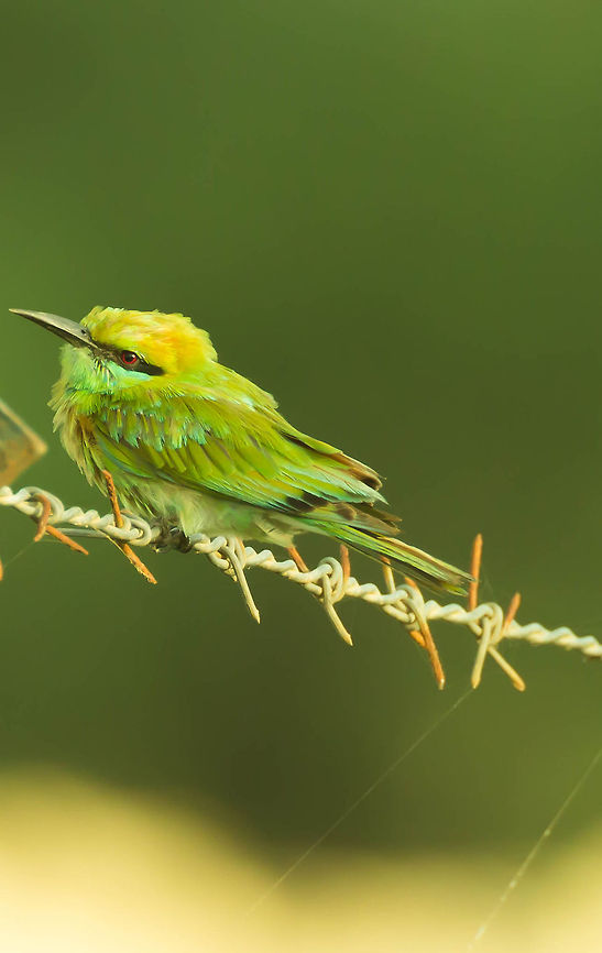 Bird on a Wire Fragile Bird on a Wire... Geotagged,Green Bee-eater,India,Merops orientalis