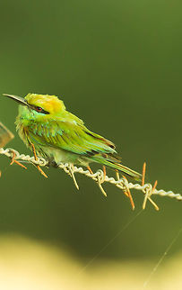 Bird on a Wire Fragile Bird on a Wire... Geotagged,Green Bee-eater,India,Merops orientalis