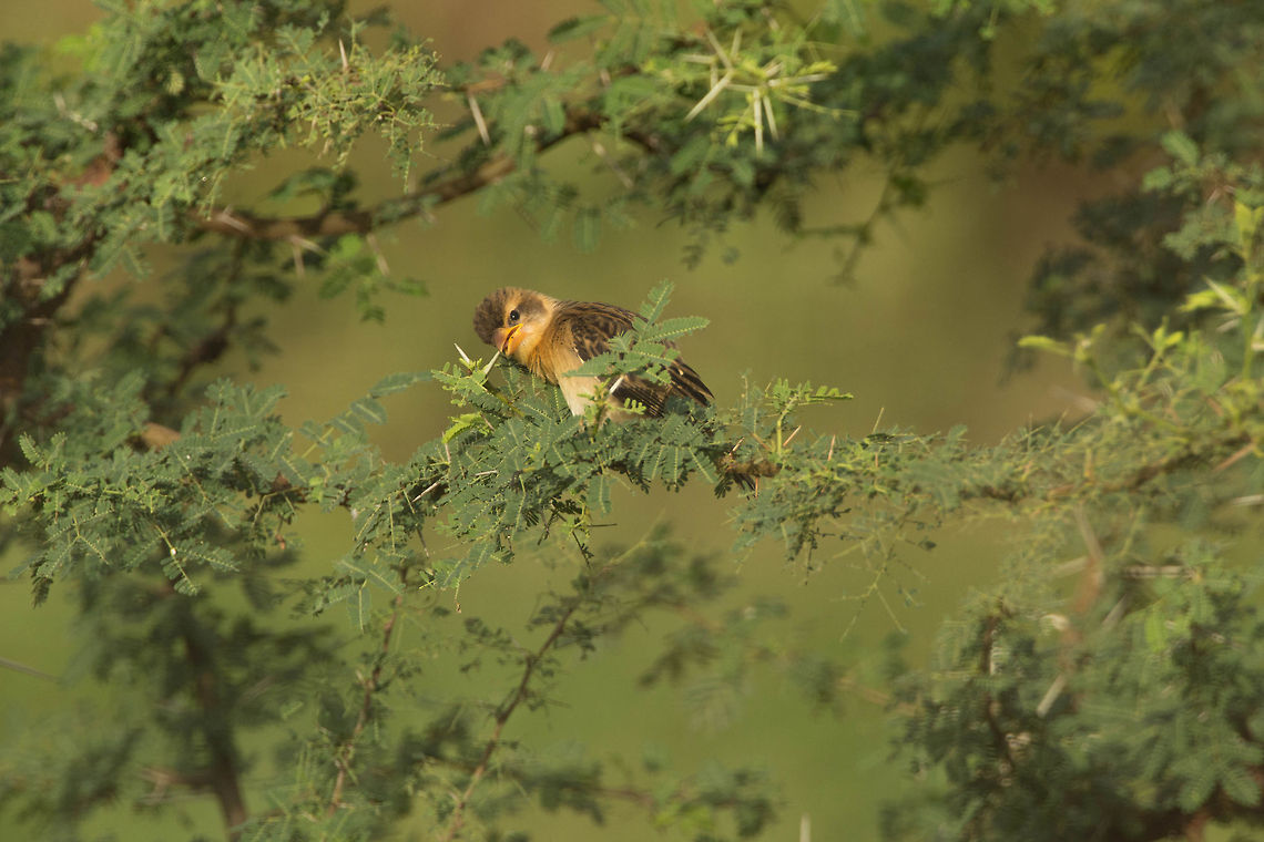 Baya Weaver Bird Chick Neat pose...:) Baya Weaver,Geotagged,India,Ploceus philippinus