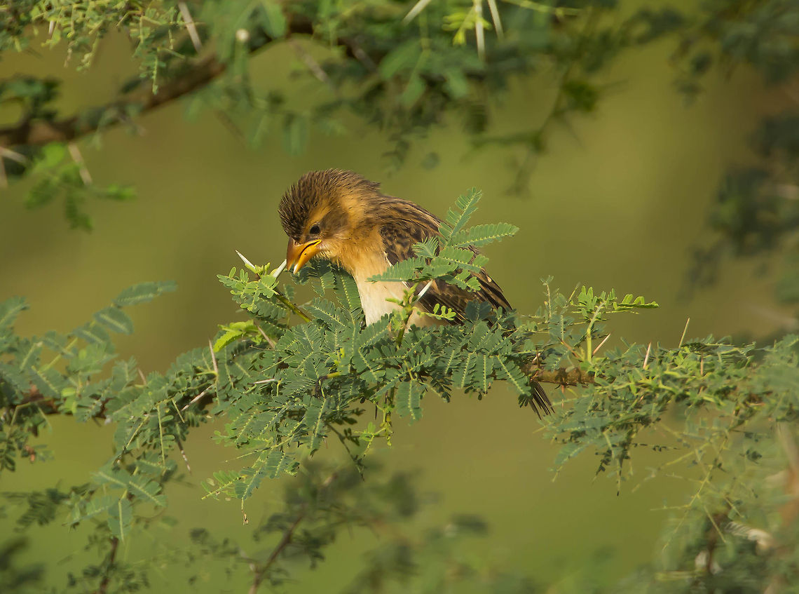 Baya Weaver Chick Waiting for it's feed... Baya Weaver,Geotagged,India,Ploceus philippinus