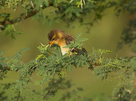 Baya Weaver Chick Waiting for it's feed... Baya Weaver,Geotagged,India,Ploceus philippinus