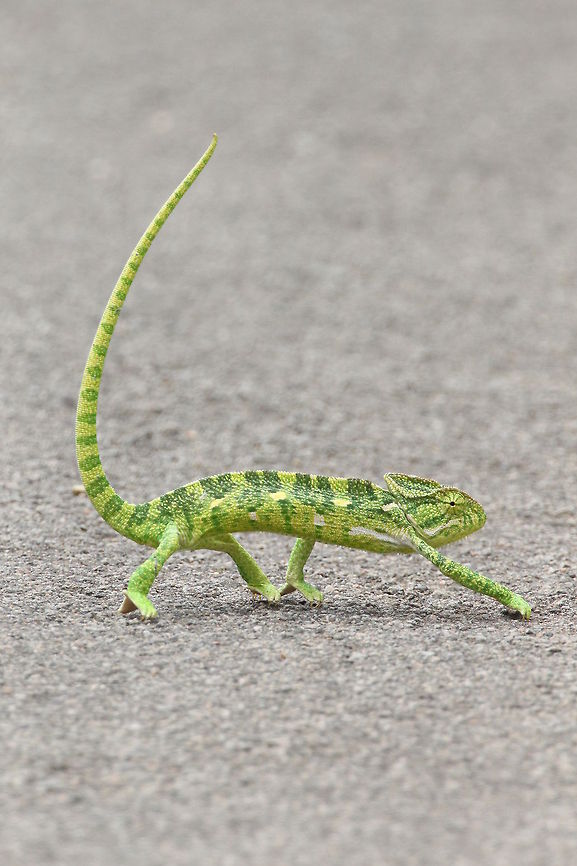 Indian Chameleon 10 minutes to cross the road, what a guy!! Chamaeleo zeylanicus,Geotagged,India,Indian chameleon
