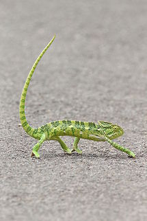 Indian Chameleon 10 minutes to cross the road, what a guy!! Chamaeleo zeylanicus,Geotagged,India,Indian chameleon