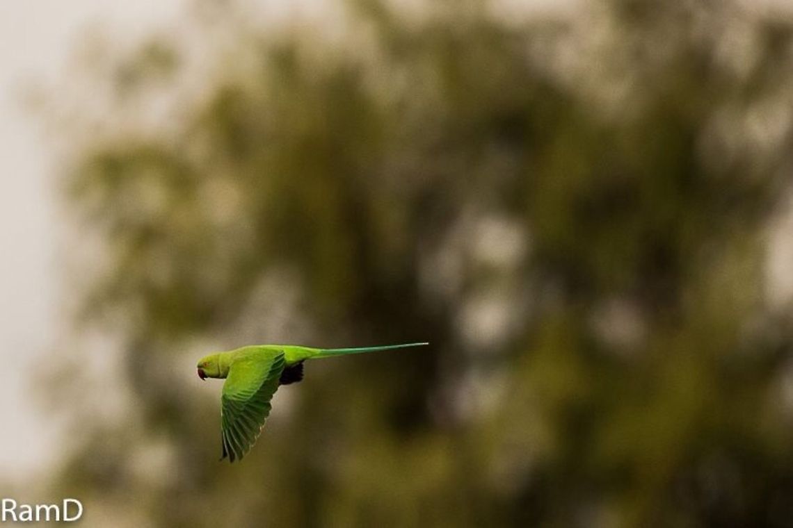 Flight mode One of a series of in-flight shots... Geotagged,India,Psittacula krameri,Rose-ringed Parakeet