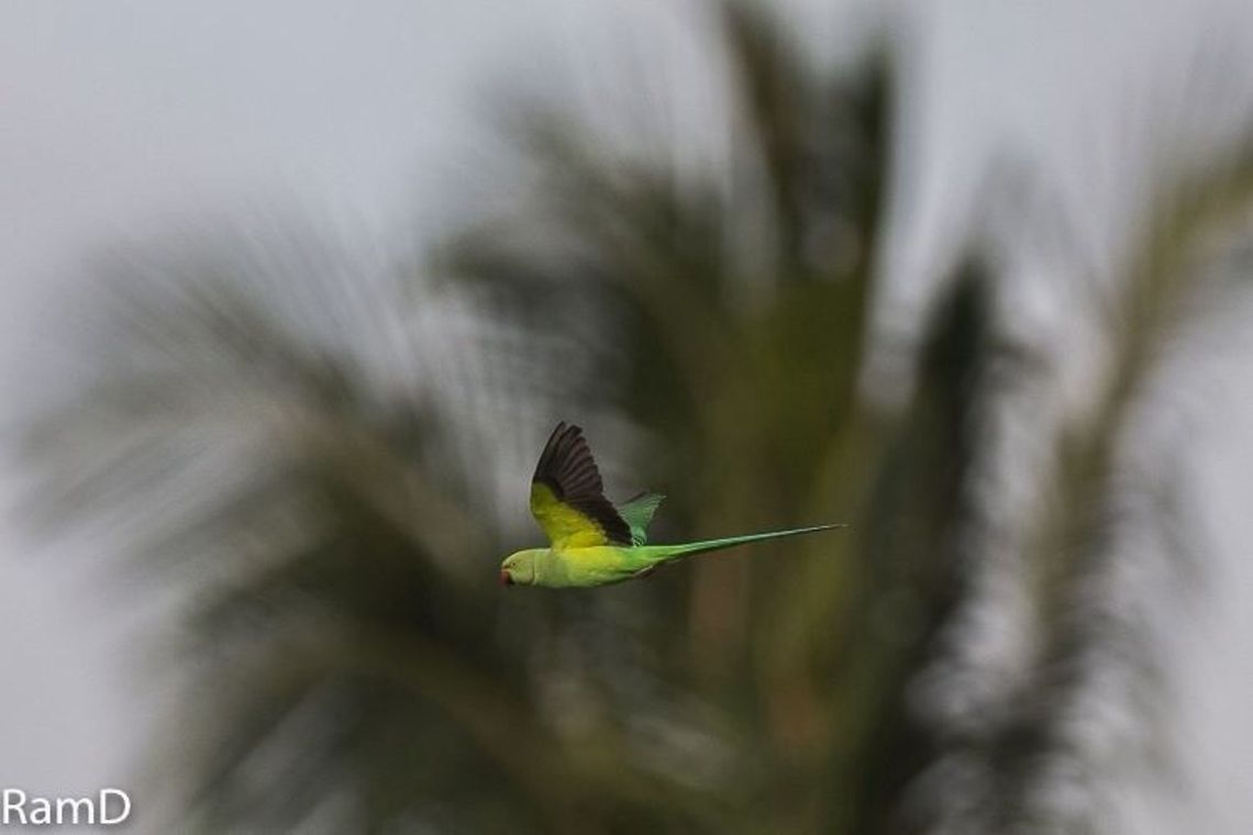 Flight mode 2 Second frame... Geotagged,India,Psittacula krameri,Rose-ringed Parakeet