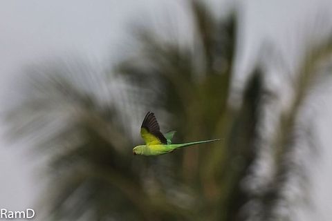 Flight mode 2 Second frame... Geotagged,India,Psittacula krameri,Rose-ringed Parakeet