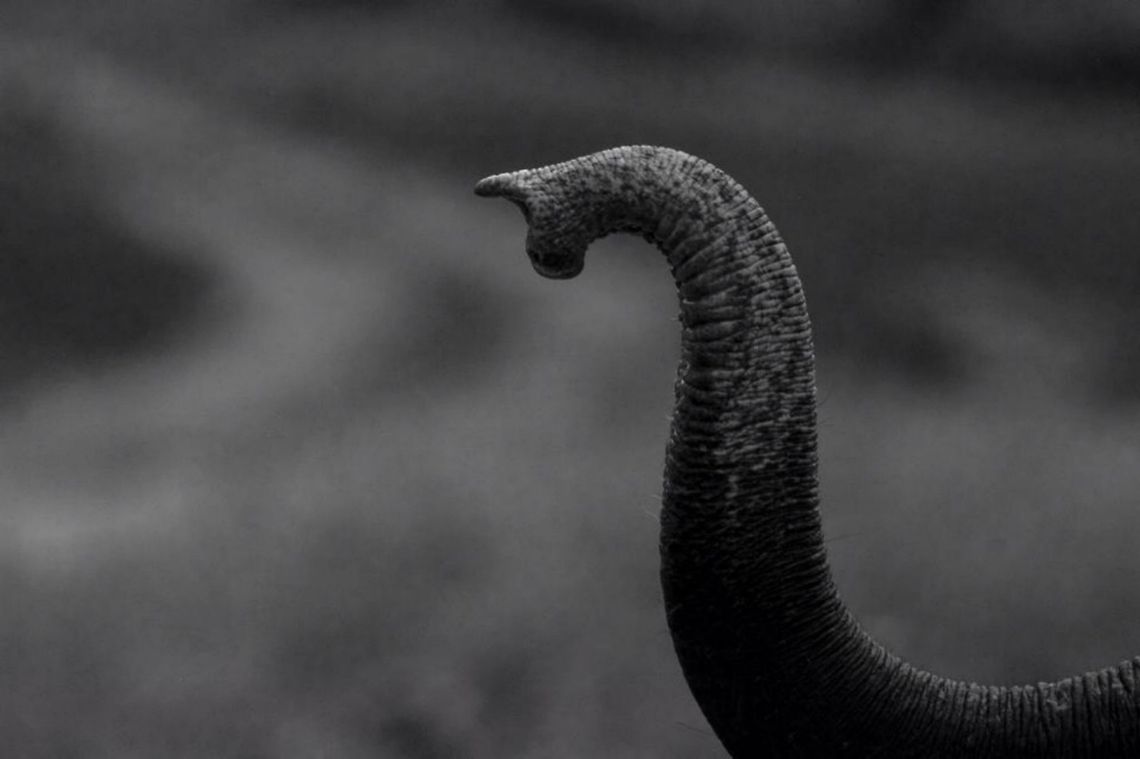 Trunk Pose Just a B&amp;W one for effect Asian elephant,Elephas maximus,Geotagged,India