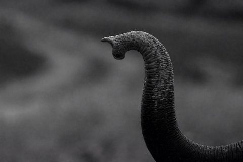 Trunk Pose Just a B&W one for effect Asian elephant,Elephas maximus,Geotagged,India