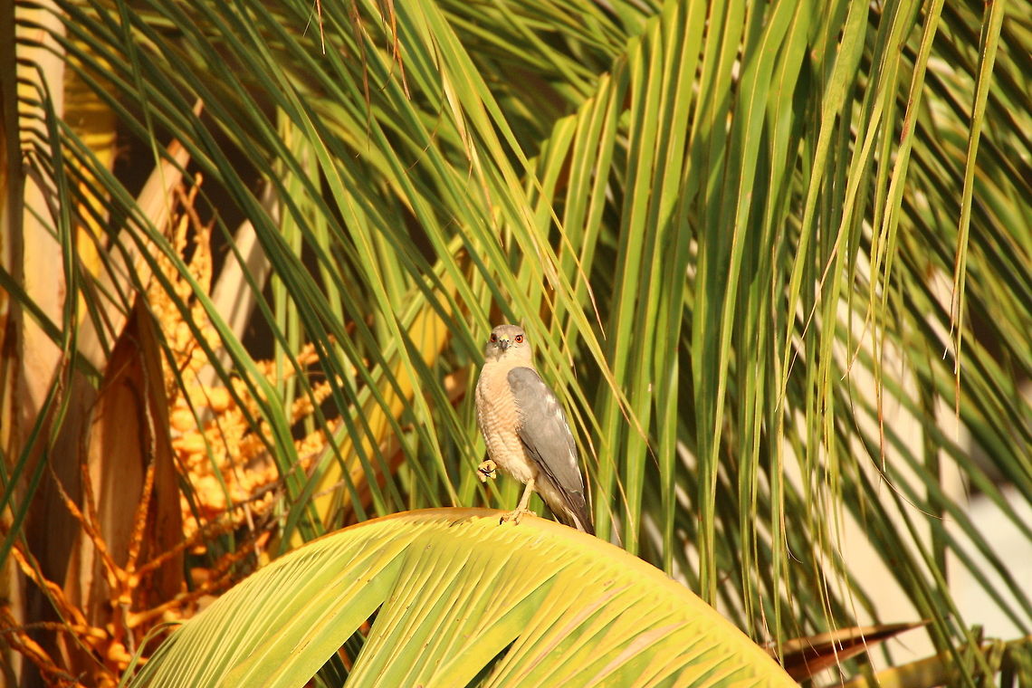 Shikra Stare Love the colour of the eyes... Accipiter badius,Geotagged,India,Shikra