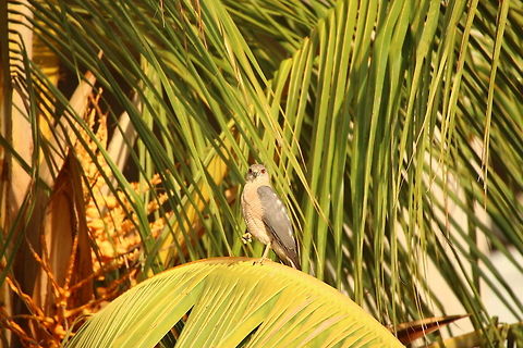 Shikra Stare Love the colour of the eyes... Accipiter badius,Geotagged,India,Shikra
