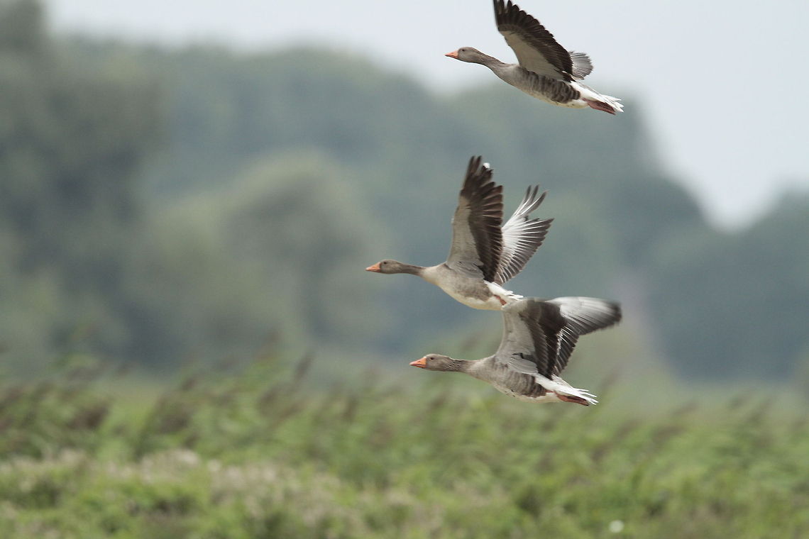Tandem Flight... Taking off at the same time... Anser anser,Barnacle Goose,Branta leucopsis,Geotagged,Greylag Goose,The Netherlands