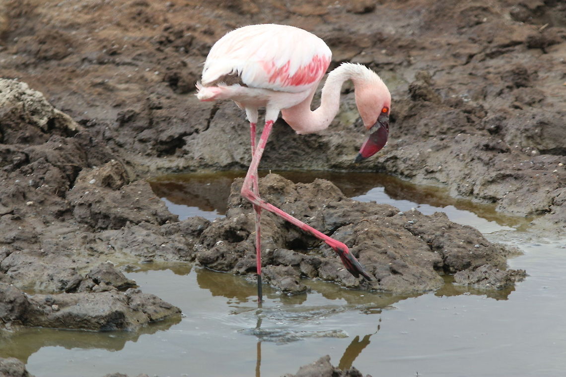 Measured Step... An isolated Flamingo scanning the pond... Geotagged,Greater Flamingo,Phoenicopterus roseus,Tanzania