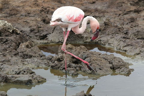 Measured Step... An isolated Flamingo scanning the pond... Geotagged,Greater Flamingo,Phoenicopterus roseus,Tanzania