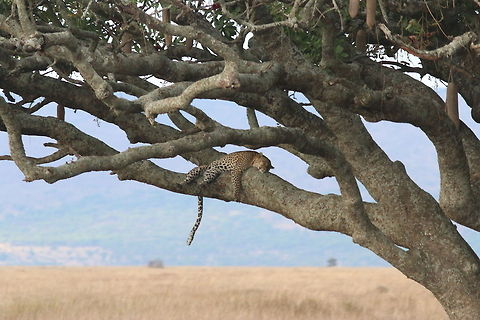 Snoozy... Yaaawwwn.... African Leopard,Geotagged,Leopard,Panthera pardus,Panthera pardus pardus,Tanzania