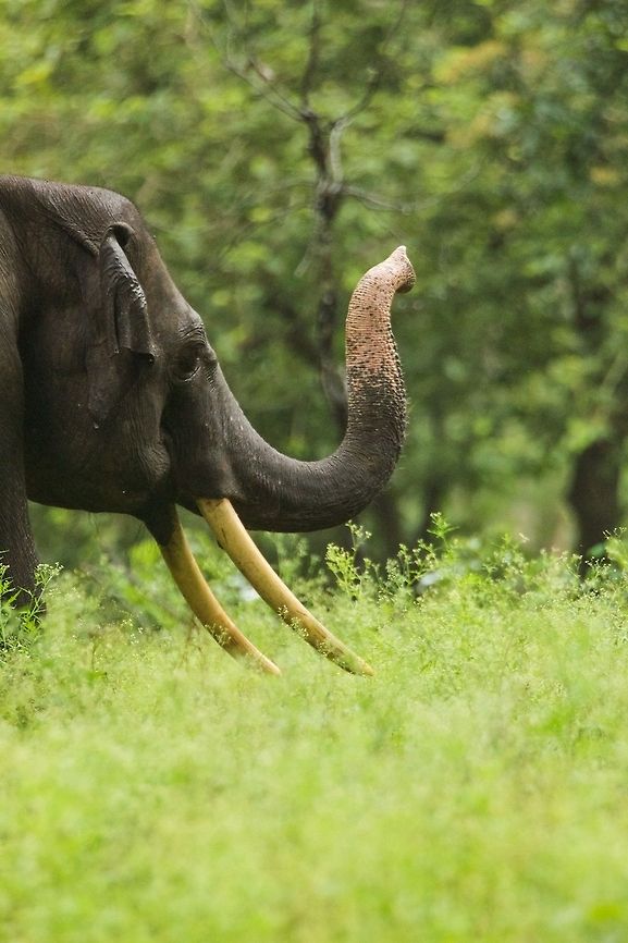 G'day... Profile of an Elephant Asian elephant,Elephas maximus,Geotagged,India