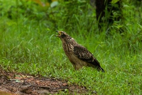 Tail end of  the meal... He was on the forest floor polishing off a catch, got the tail bit... Crested Serpent Eagle,Geotagged,India,Spilornis cheela